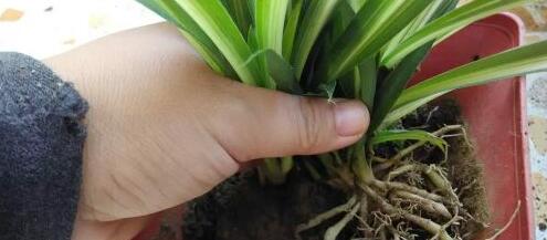 新手养花必选4种花,君子兰开春如何换盆换土