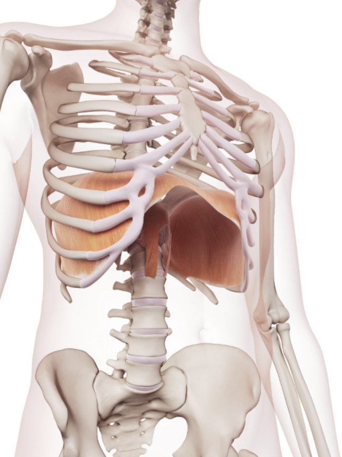 怎么能快速治疗肋骨外翻,如何矫正肋骨外翻