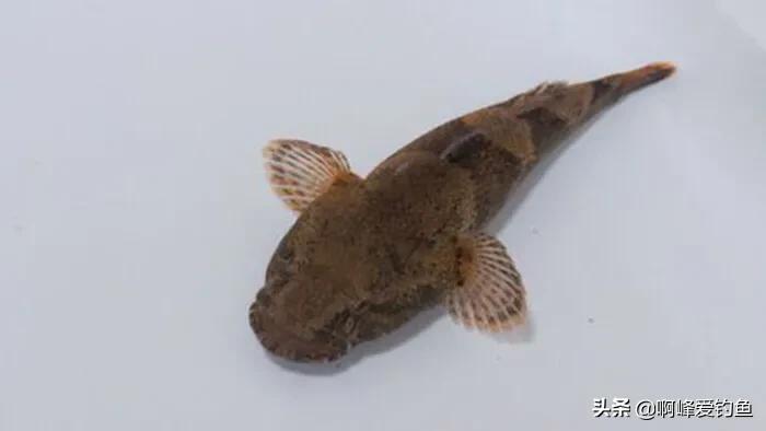 农村人的日常生活钓鱼,小的时候在农村生活钓鱼