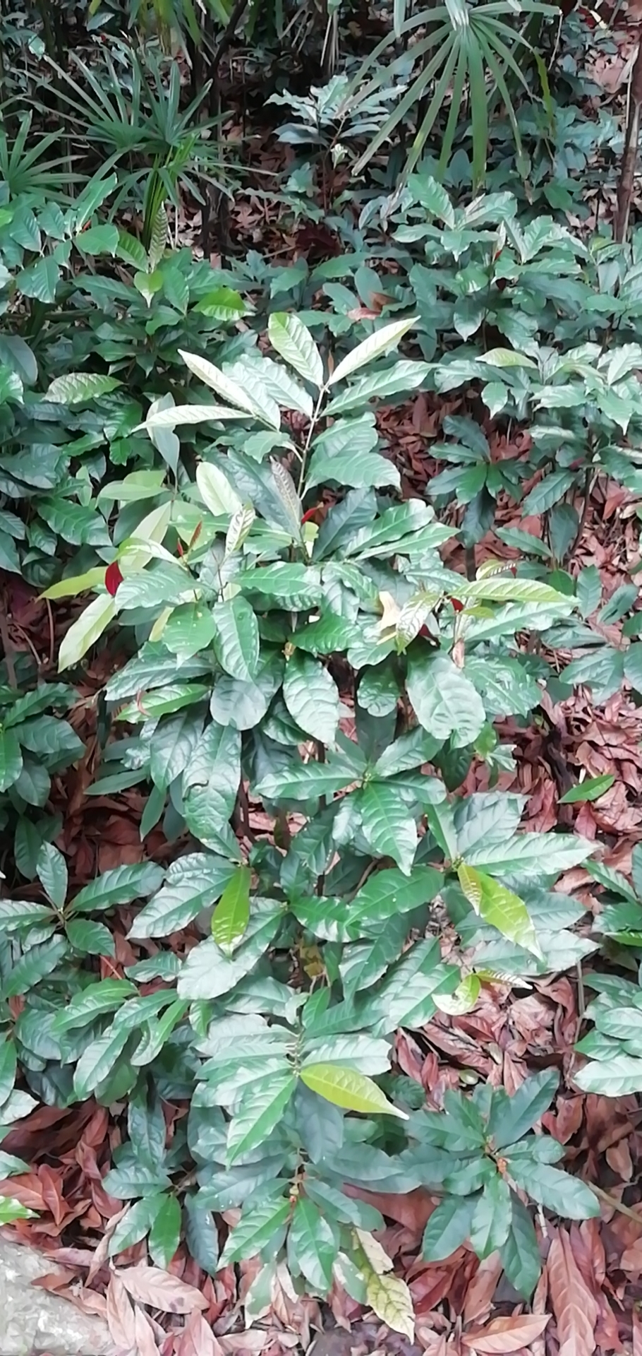 四季常绿红背桂,四季常绿的桂花树在背阴处开花吗