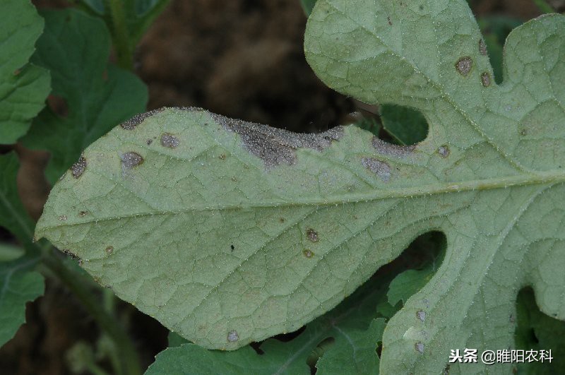 黑斑病和叶枯病用什么药,黑斑病掉叶后怎么处理