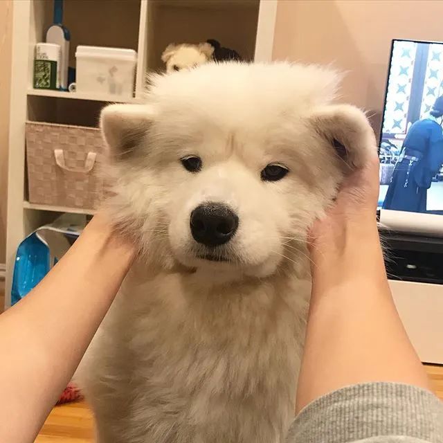 一只很乖很粘人的萨摩,萨摩粘人吗