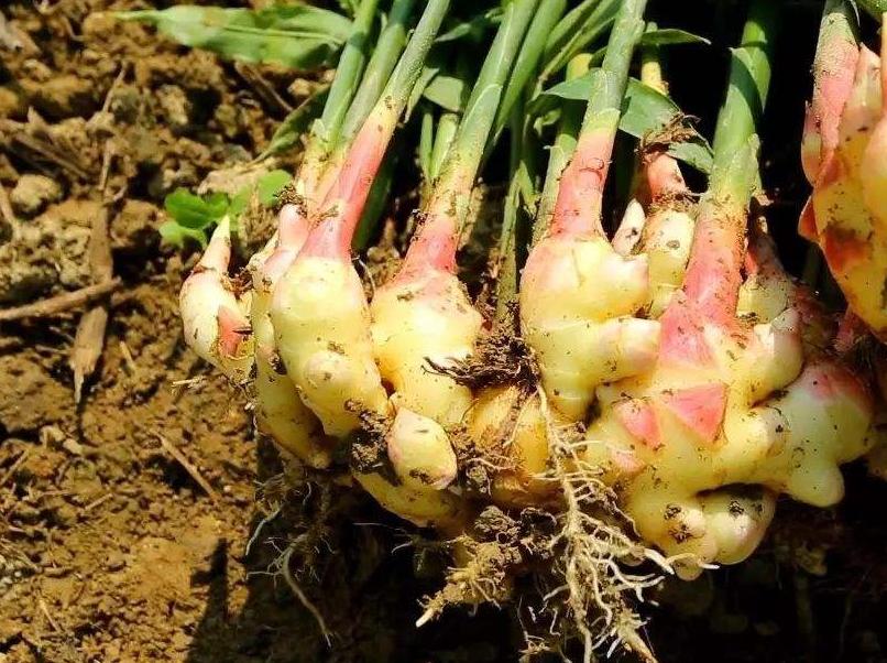 生姜种植方法和最佳时间流程,上海生姜种植最佳时间