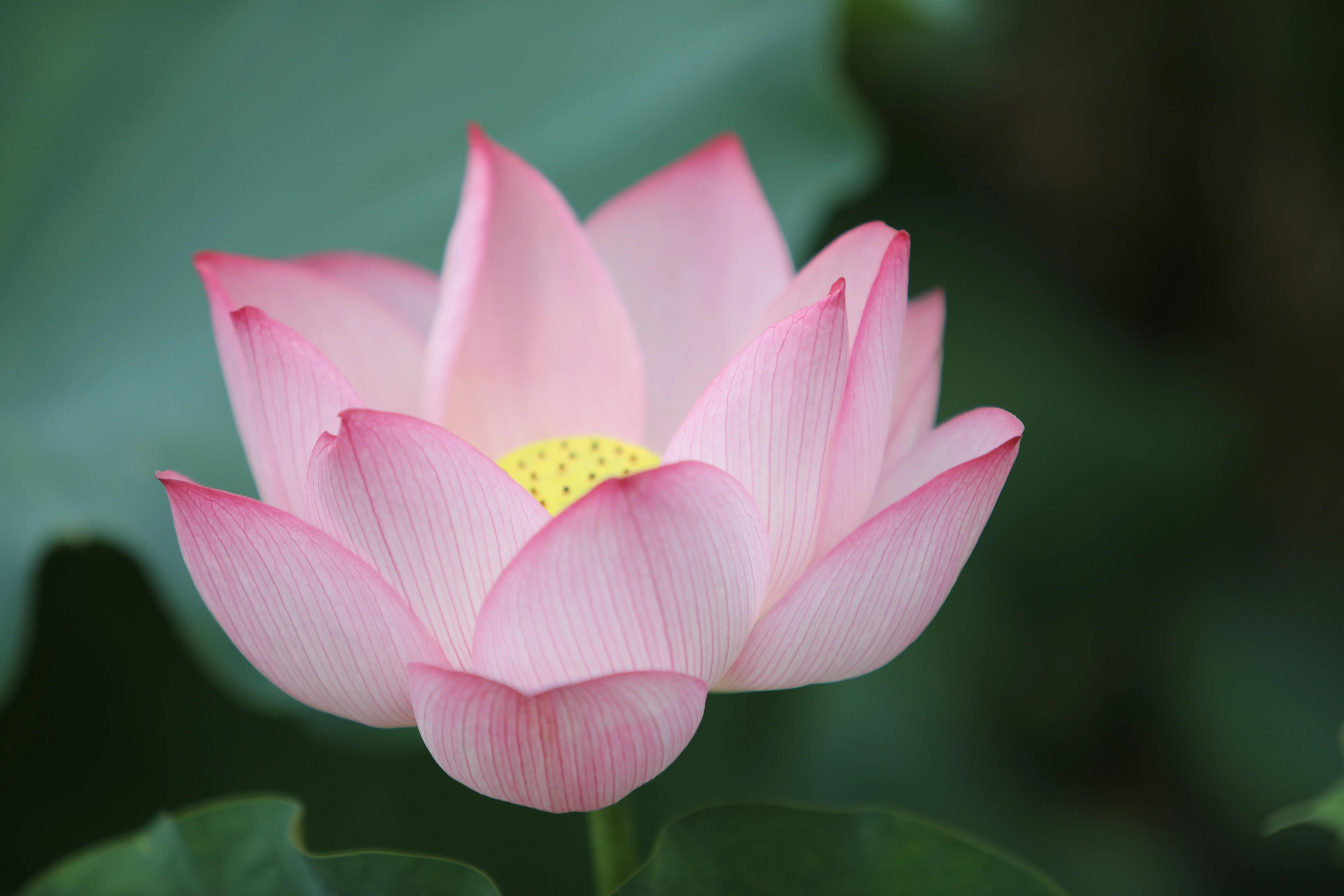 武汉大学中国最美学校,最美校园武汉大学