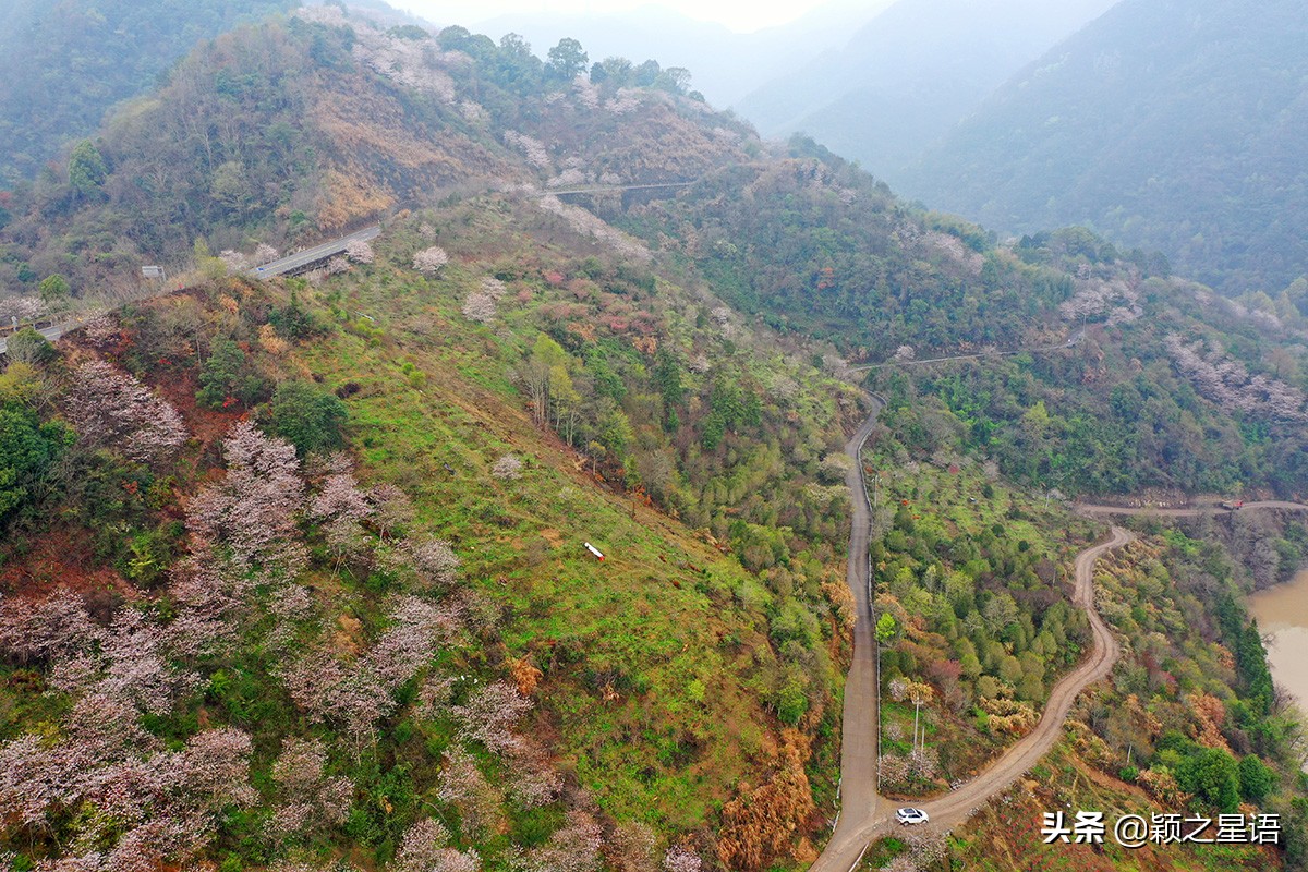 早樱烂漫,看樱花的地方樱花谷