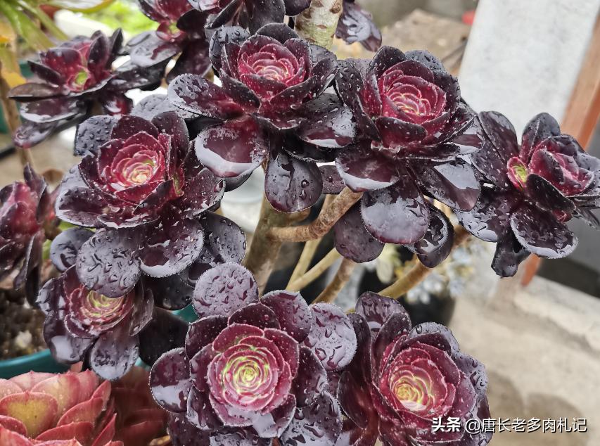 想让多肉长得好用什么药,想让多肉长大用什么土