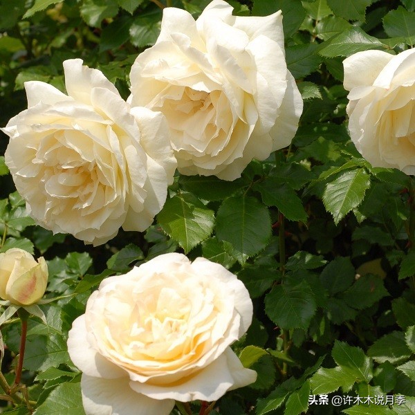 月季叶子枯萎怎么修剪,月季灰霉