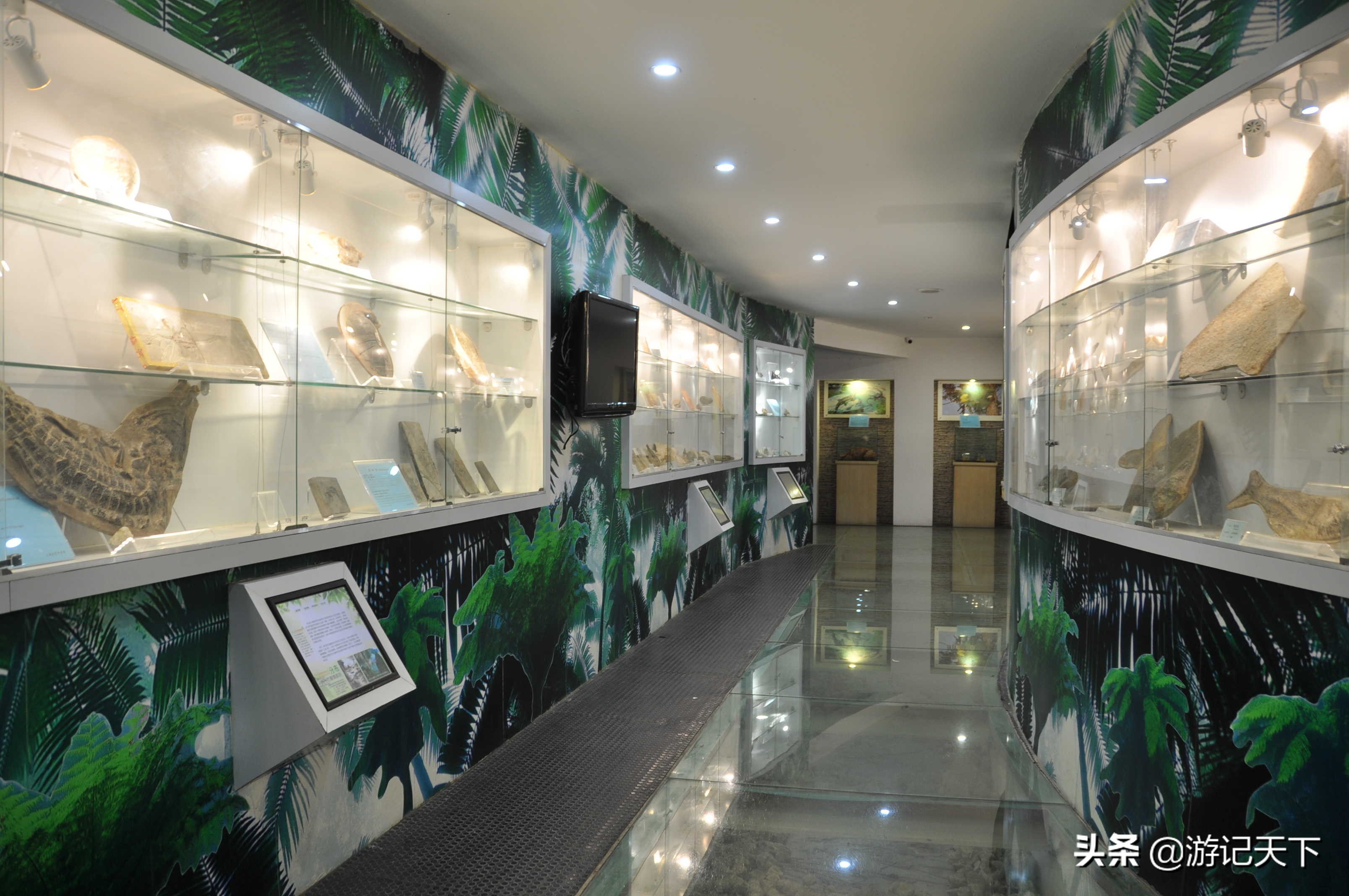 阿尼亚参观博物馆,上海地质科普馆游玩