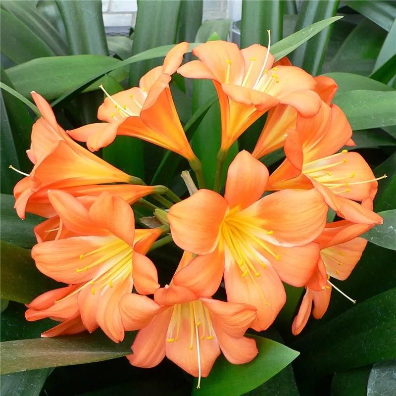 2019真实鲜花图片,2023鲜花爆款图文