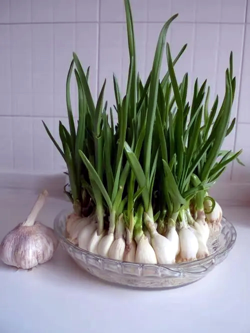 家里种蒜怎么浇水,家里种大蒜的方法