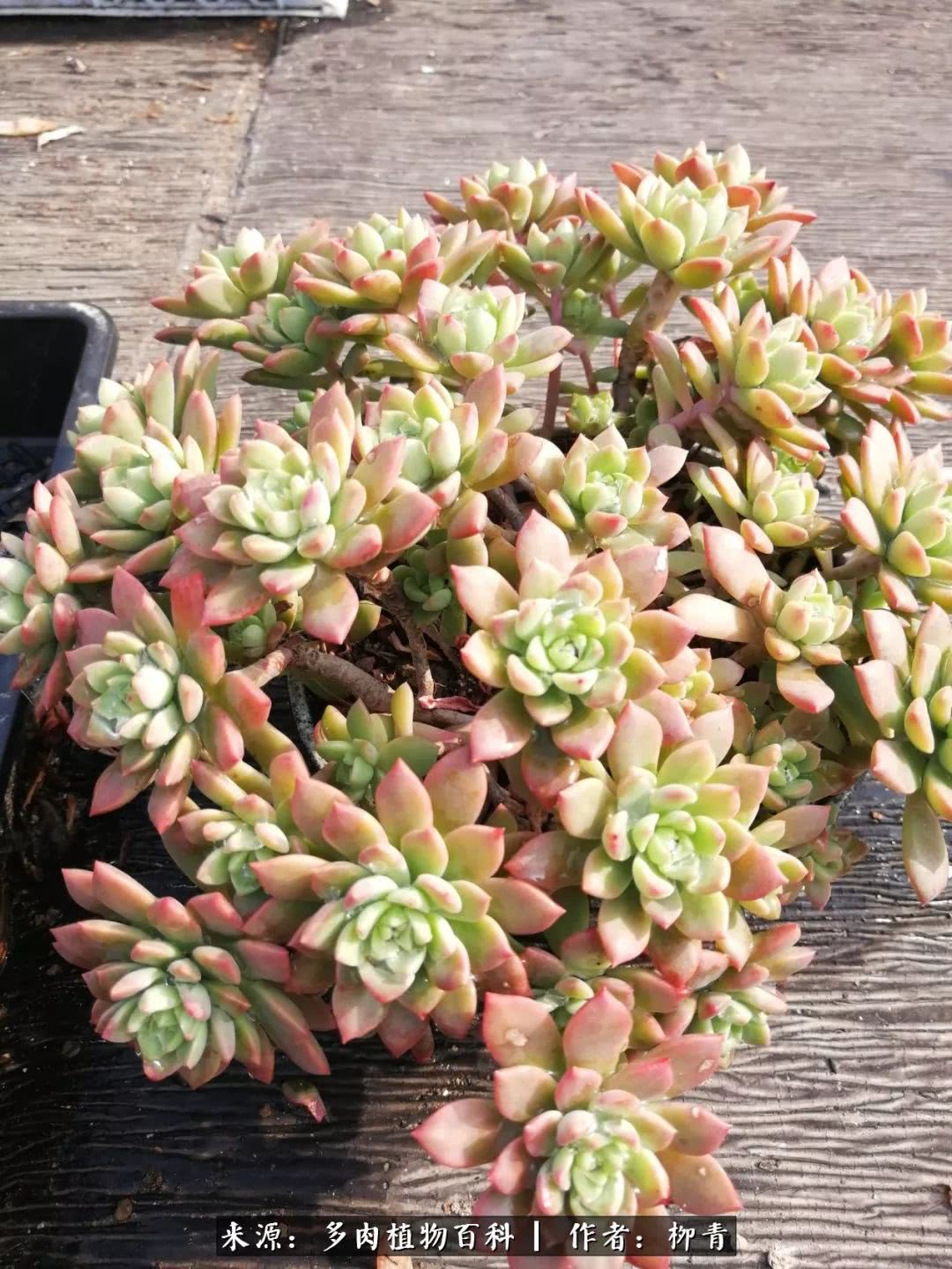 从入卡坑一个月到入卡坑三年,从入坑到现在所有品种开花图