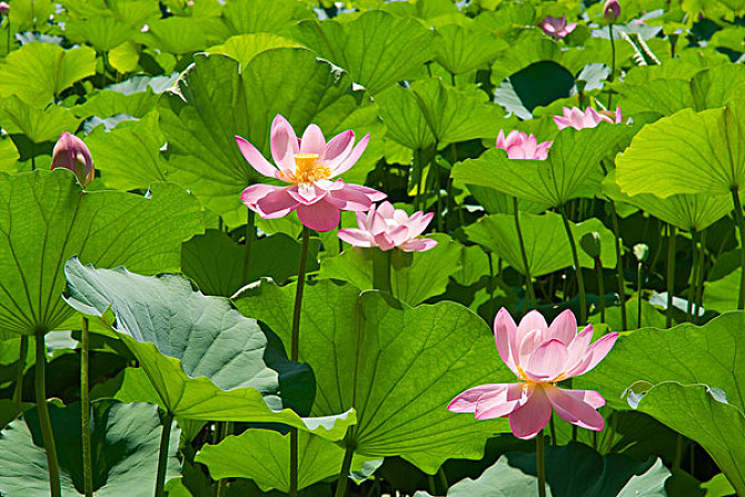 北京赏荷,了解十大赏荷胜地