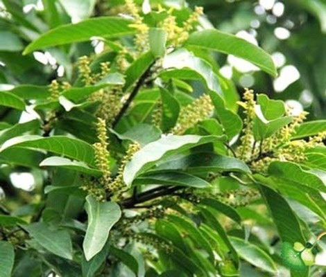 中华人民共和国野生植物保护名录,濒危保护植物名录药用植物多少种