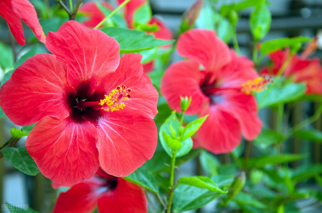 扶桑如何才能养好,扶桑为什么不能在家里养