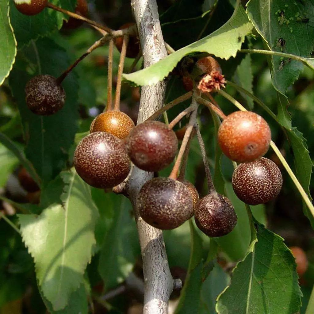 梨树盆景的寓意,梨树盆景大全欣赏