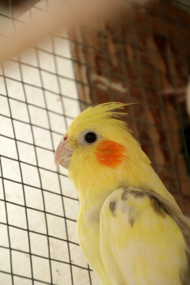 玄凤鹦鹉打哈欠是生病吗,玄凤鹦鹉雏鸟生病