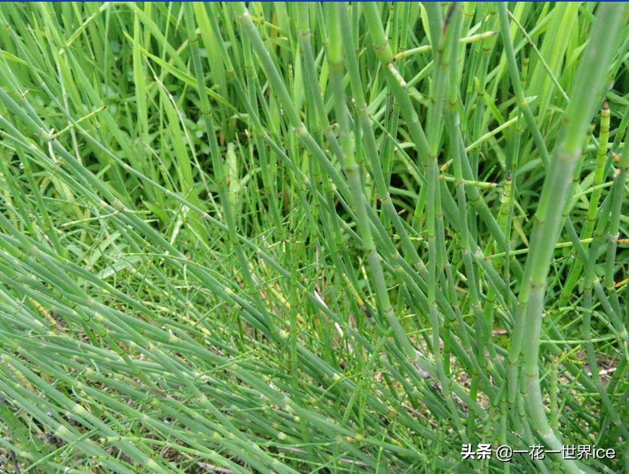 农村这7种常见的野草,农村的野草有哪些可以吃