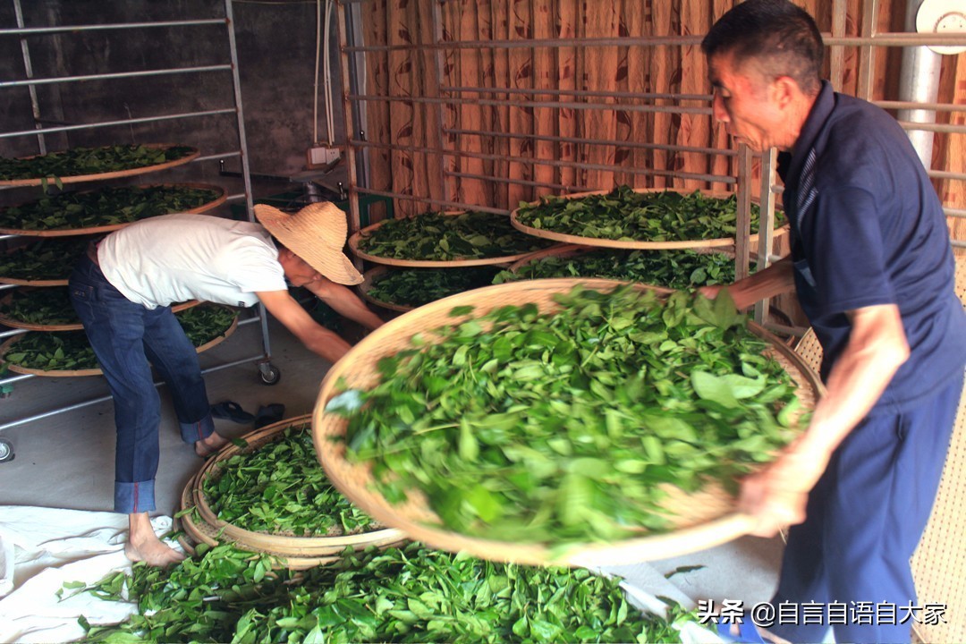 哪来那么多‘真假’茶叶?莫非现在茶叶还能“人造”了?