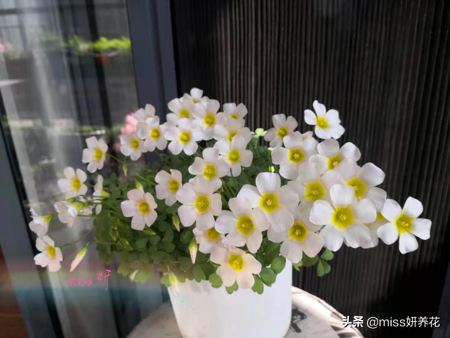 酢浆草种球品种图鉴大全,酢浆草种球品种图鉴