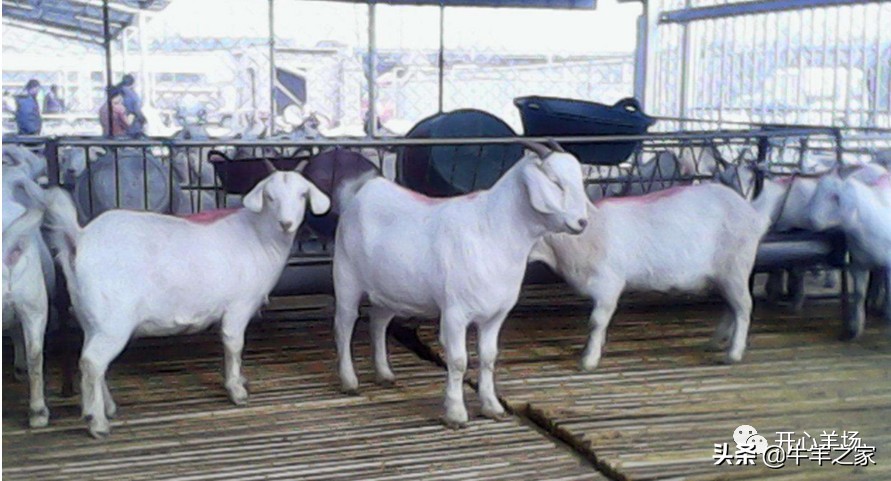 波尔山羊近亲繁育有什么害处,波尔山羊养羊技术教你