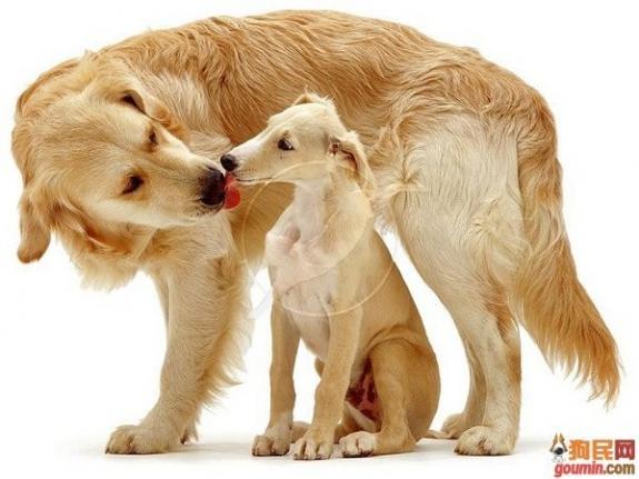 鐙楃嫍澶у叏鍙埍,鍙埍鐨勫皬鐙楃嫍閫佺粰鐖辩嫍浜哄＋