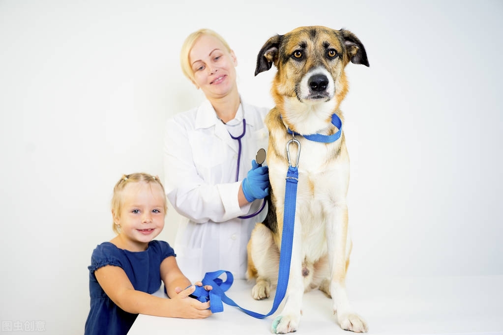 狗狗细小病毒只是呕吐小便黄,狗狗呕吐是不是细小病毒症状