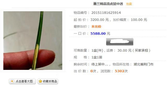 叶艺兰草品种,叶艺兰与普通兰花区别