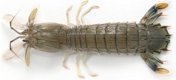 虾说,这是一篇让你不仅会吃,还会认……一文解决“虾”认识