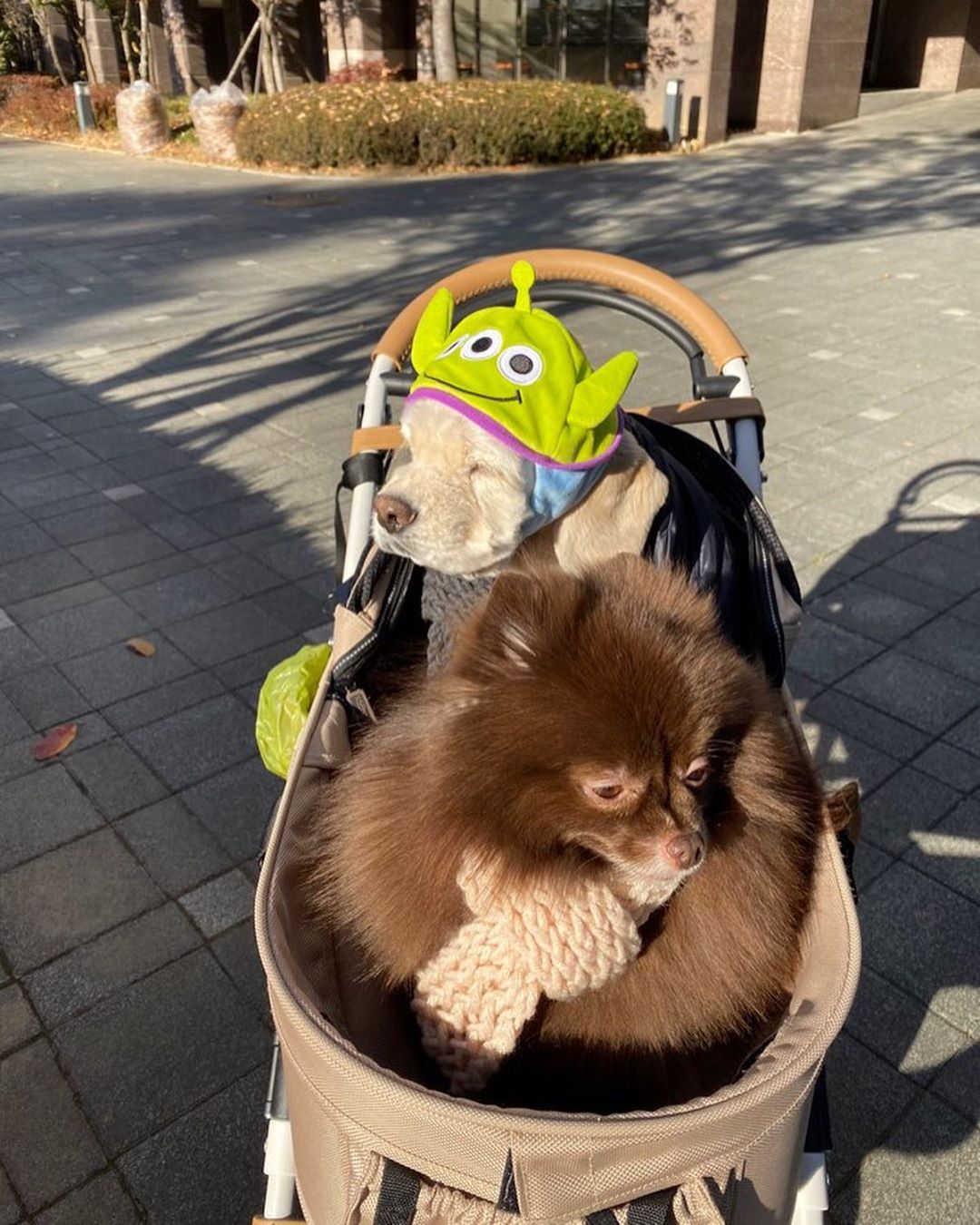 jennie和狗狗的日常,jennie有多宠狗狗