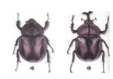 史上最值钱的虫子,十种很值钱的虫子