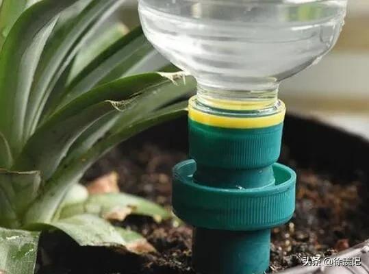 人不在家花草怎么浇水最好,人不在家花浇水小技巧