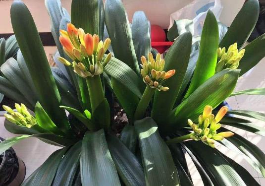 家养君子兰注意事项和养护,新人养君子兰注意事项