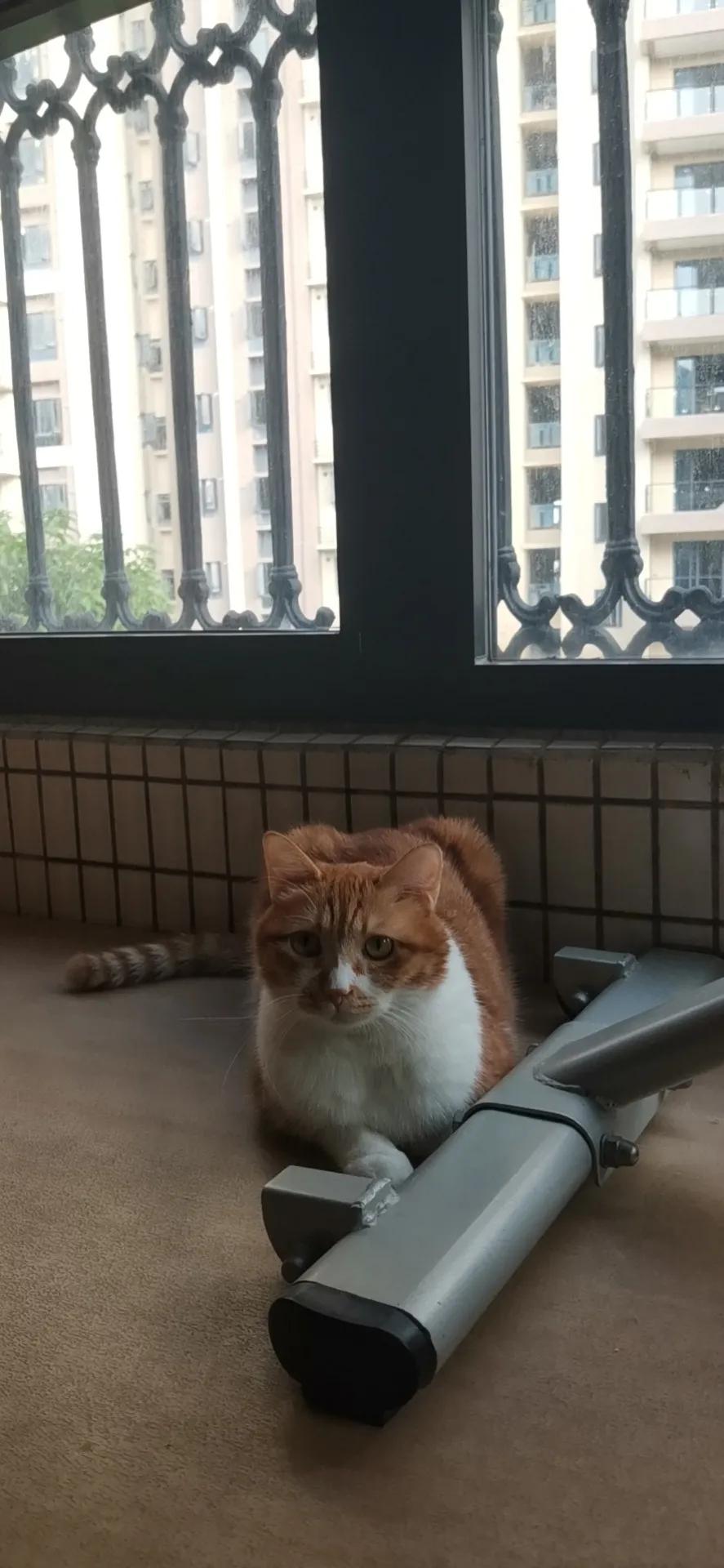 大橘猫和主人被骚扰,橘猫被主人骚扰