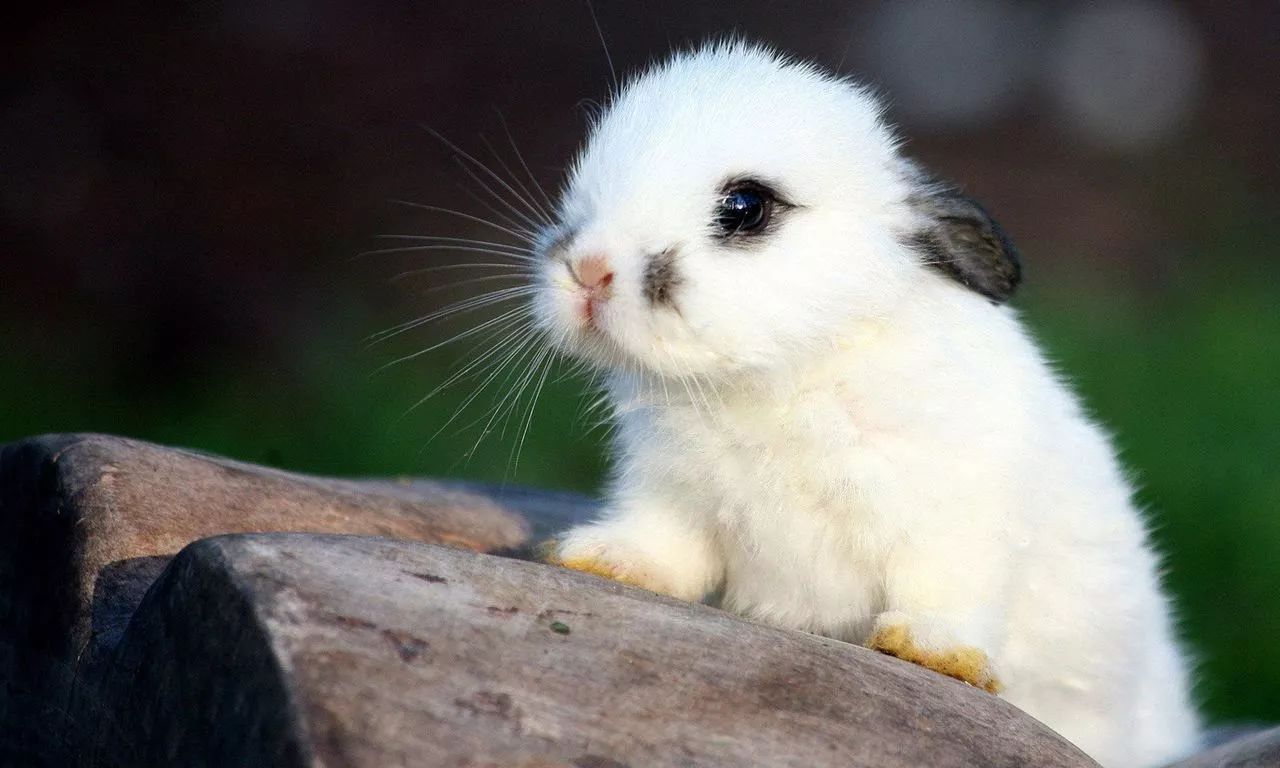 当它们在吃屎时,它们在吃什么?