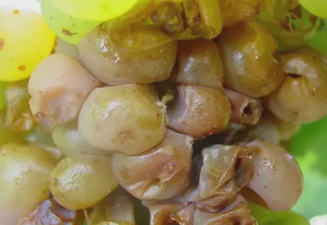 夏黑葡萄常见病害及防治,葡萄开花前常见的病害