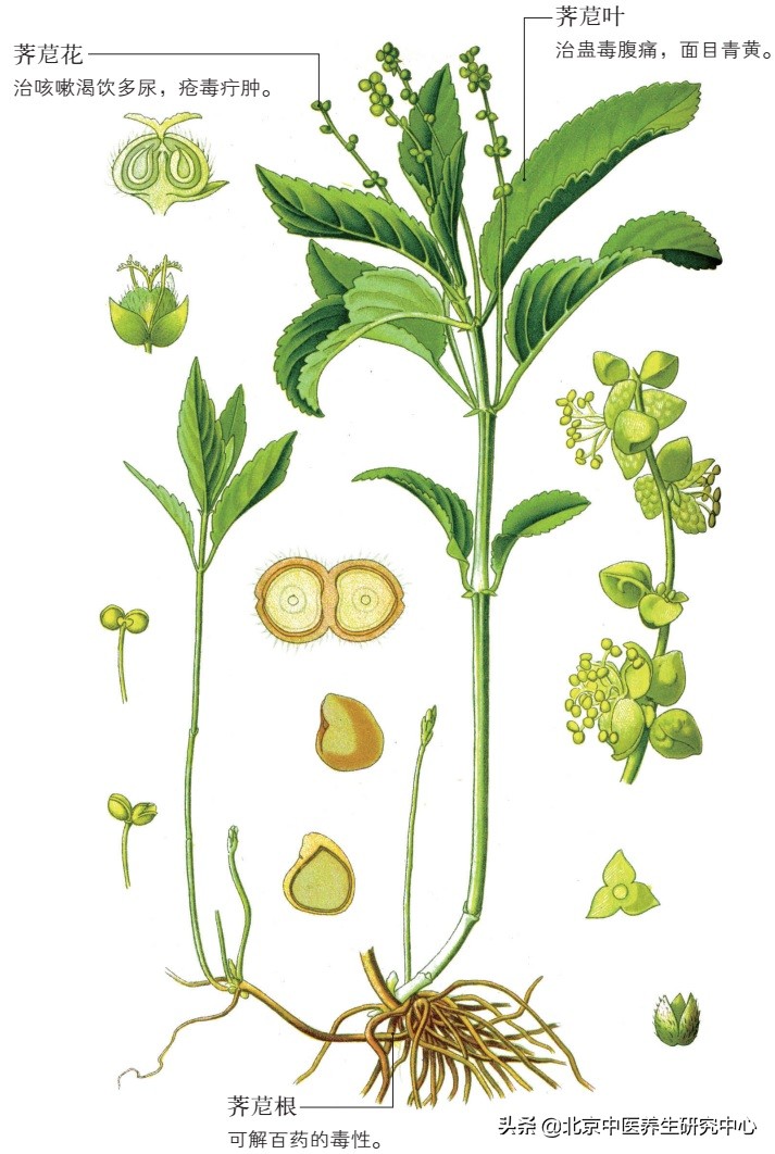 荠苨是什么药,中药荠苨的功效和作用