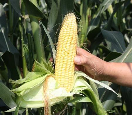 粘玉米怎么种植好吃,粘玉米种植新技术视频