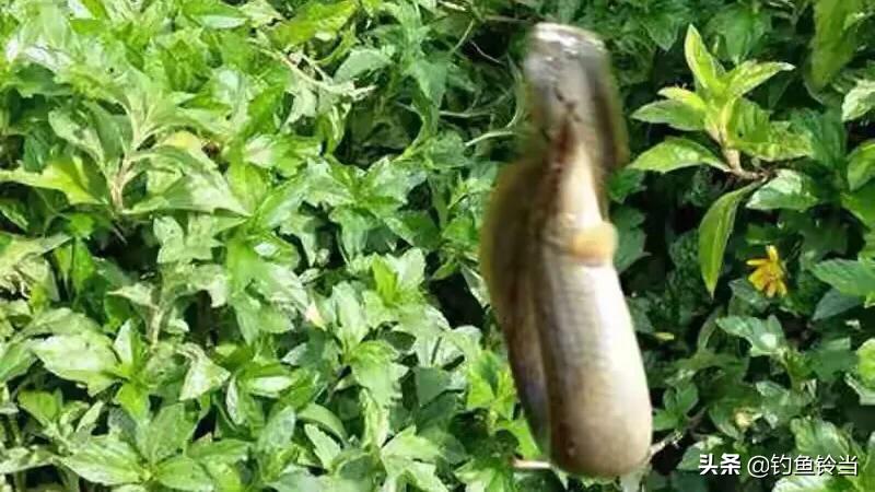 又到钓龙虾的季节,又到了一年秋季了怎么钓鲫鱼