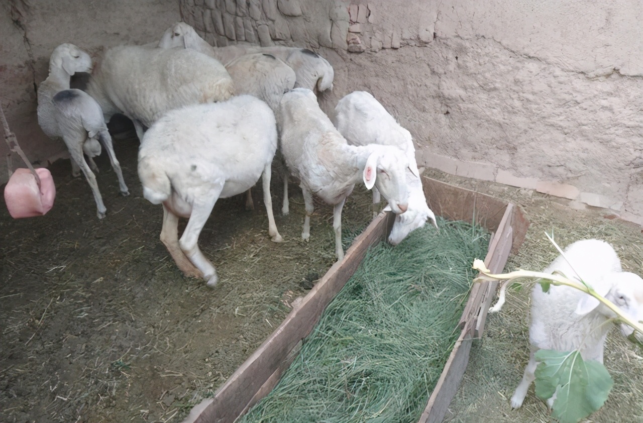 养殖多少只羊年赚十五万,买十只母羊一只公羊一年能赚多少