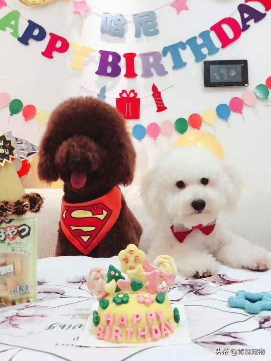 泰迪最后两颗牙齿牙结石怎么去,泰迪狗牙结石严重能吃什么啊