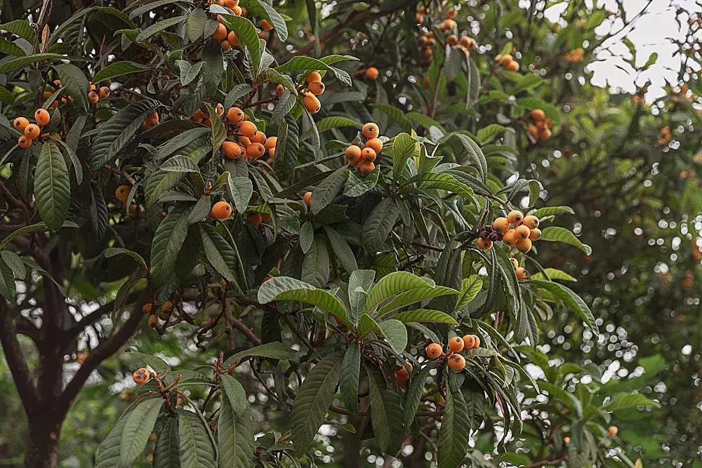 渝北枇杷正黄，冒冒失失穿越铁壁、胜保、斗碗三寨