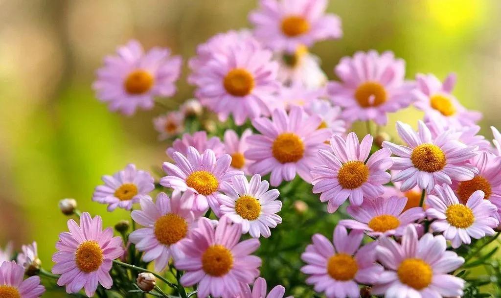 freshwater用英文怎么读,freshwater是什么