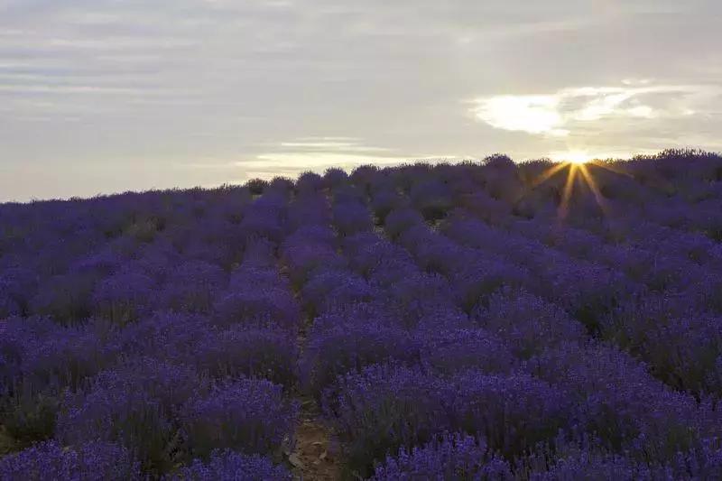 紫色胜境美翻了，世界第三大薰衣草芳香小镇竟然就在山东潍坊