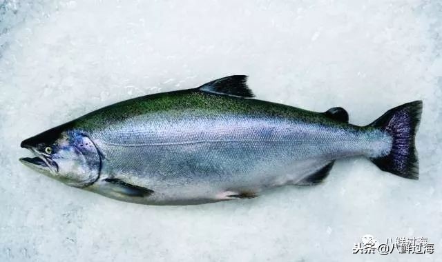 引入活青口贝、鲜帝王鲑,新西兰海产出口商的新生力量!