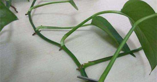 绿萝修剪下来的藤条土养,绿萝有藤条需要怎么修剪