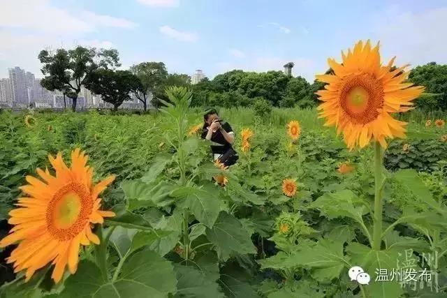 温州二线城市房租吊打一线城市,温州二线城市全景图