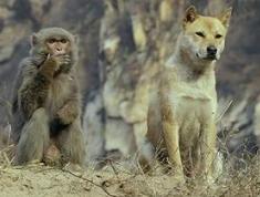 戮仙碧瑶和张小凡最后的结局,戮仙中张小凡的片段