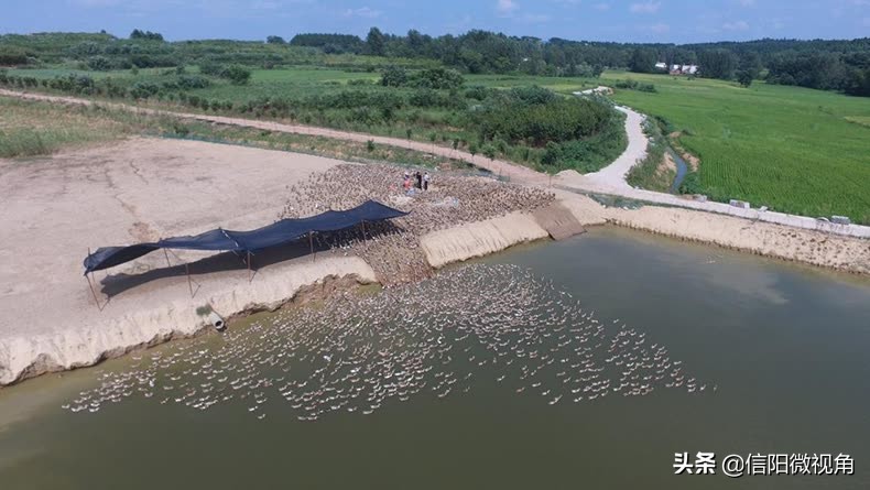 正宗信阳土特产咸鸭蛋,咸鸭蛋信阳