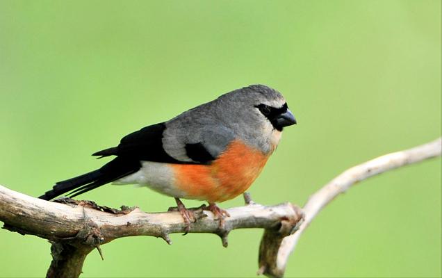 东江揽胜,惠州淡水常见鸟类图谱