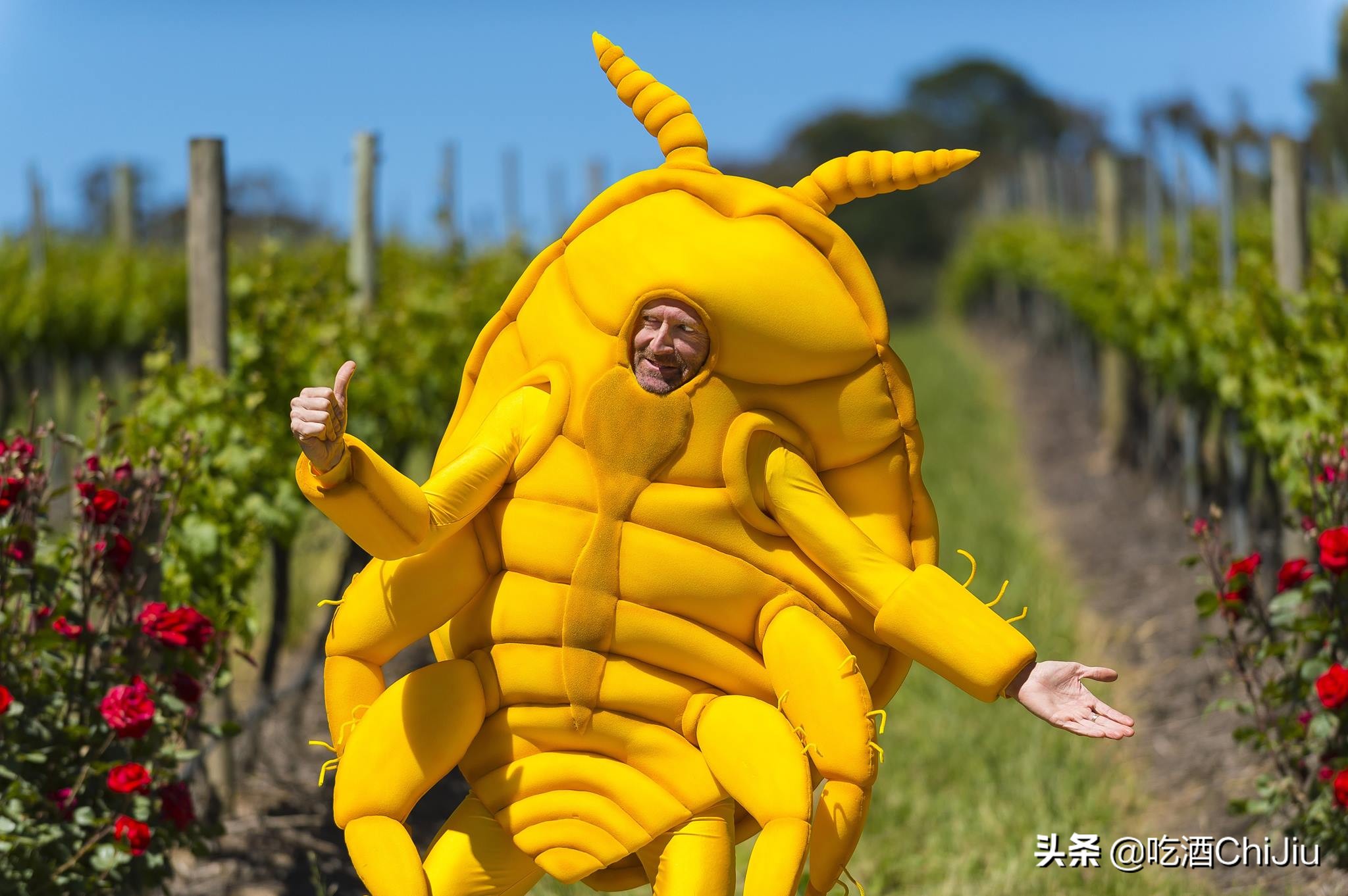 里奥哈葡萄酒好年份,里奥哈红酒